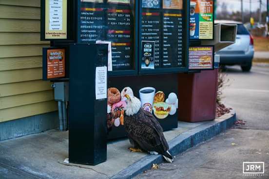 America Runs on Dunkin', and the Eagle knows it...